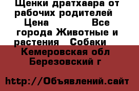 Щенки дратхаара от рабочих родителей › Цена ­ 22 000 - Все города Животные и растения » Собаки   . Кемеровская обл.,Березовский г.